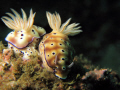   pair risbecia tryoni taken off Puerto Galera Canon Powershot G9 Inon UCL165 M67 diopter UCL-165 UCL 165  